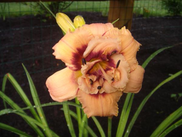 Bugaboo Baby Daylily - Double