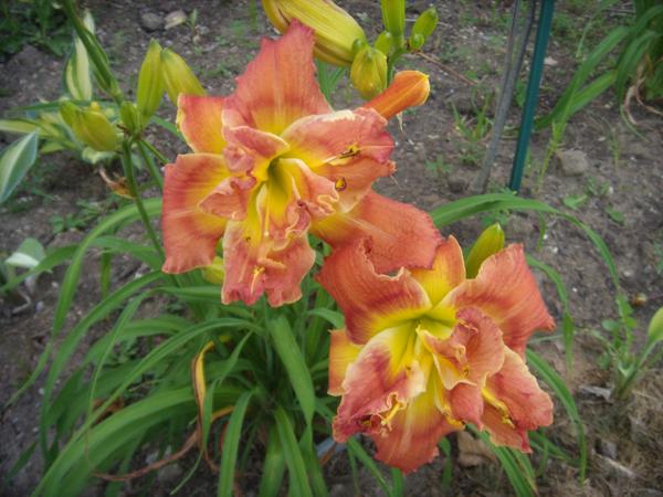 Clearly A Thrill Daylily, June 18, 2016