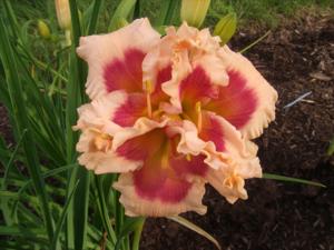 Forty Second Street Daylily - double
