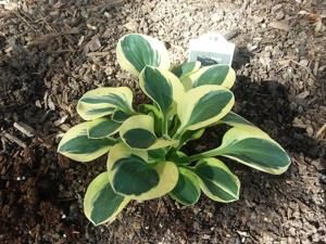 Hosta - 'Mighty Mouse'