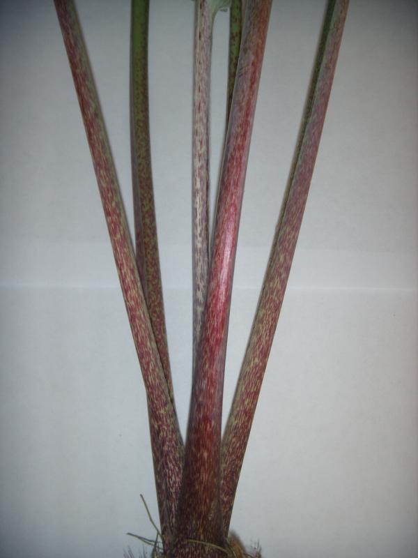 Hosta - Rip Tide, close-up of leaf stems