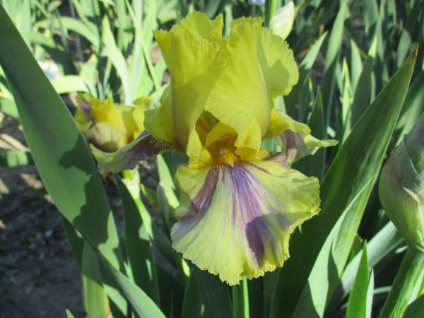 TB Foxy Roxy (photo courtesy of Indian Creek Iris)