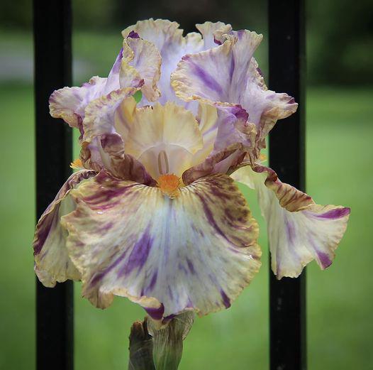 TB Risso photo The American Iris Society