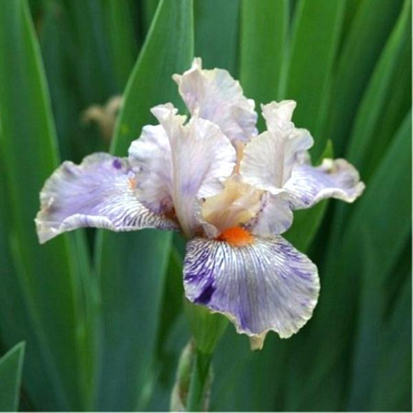 BB Calico Kid by The American Iris Society