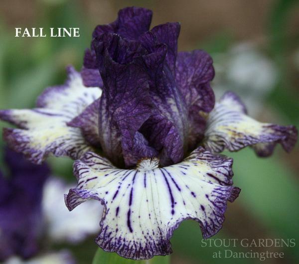 IB Fall Line photo Stout Gardens