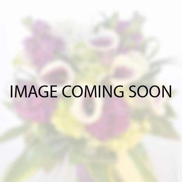 #0 Image coming soon