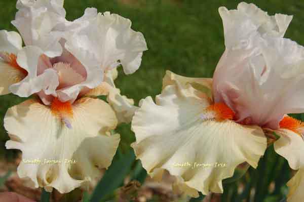 TB Recent Vintage photo South Jersey Iris