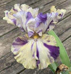 'Tropical Smoothie' (BB)