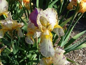 'Minnesota Mixed-Up Kid' (BB)