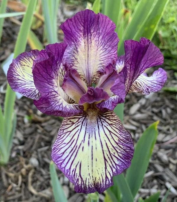 IB Gnu Rayz 2025