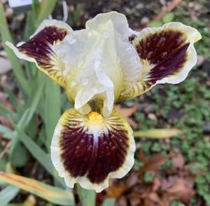 'Rosalie Loving' (SDB)