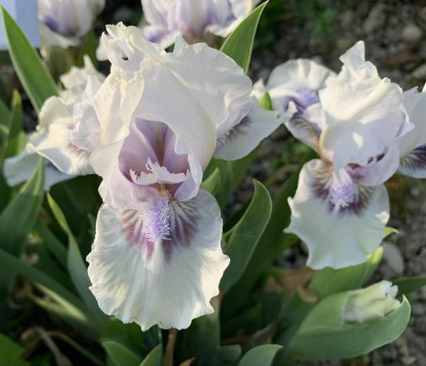 SDB Owyhee Opal 2026