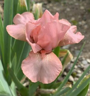 'Pussycat Pink' (SDB)