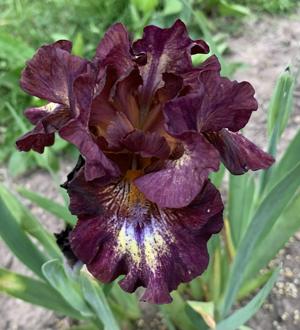 'Ruby Sands' (IB)
