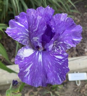 'Wando' (BB)